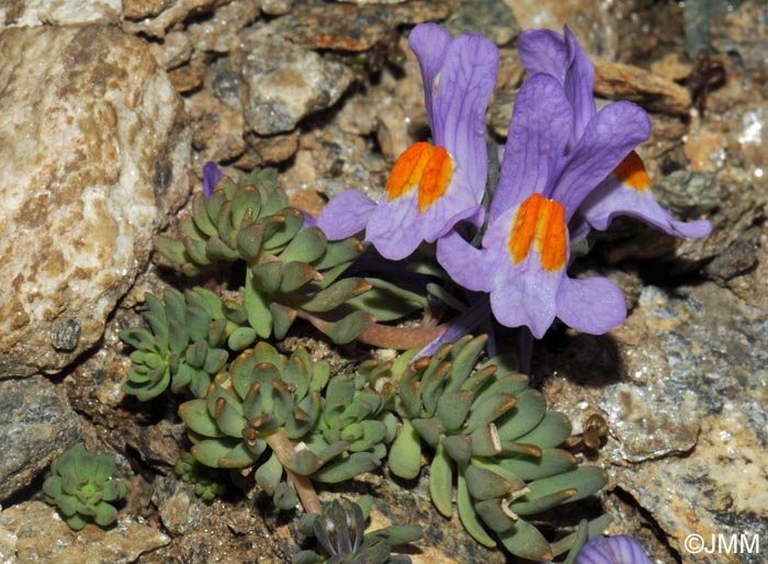 Linaria alpina subsp. alpina