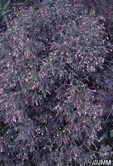 Lithodora hispidula subsp. versicolor