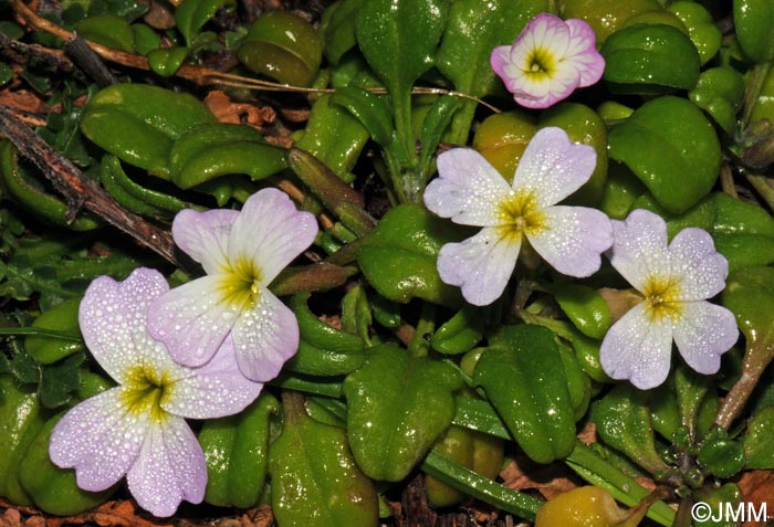 Malcolmia flexuosa subsp. naxensis