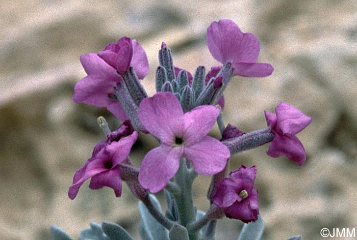 Matthiola incana subsp. melitensis