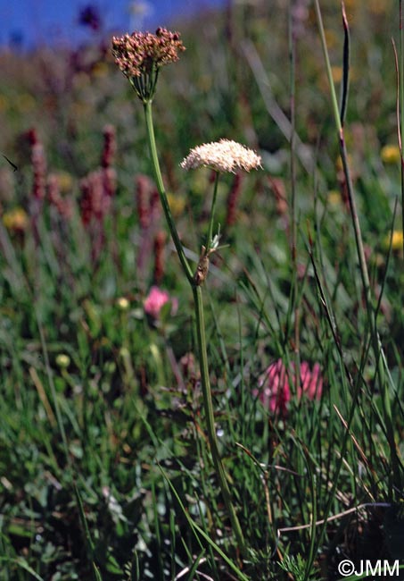 Mutellina adonidifolia var. mutellina = Ligusticum mutellina