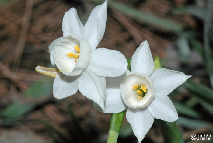 Narcissus dubius