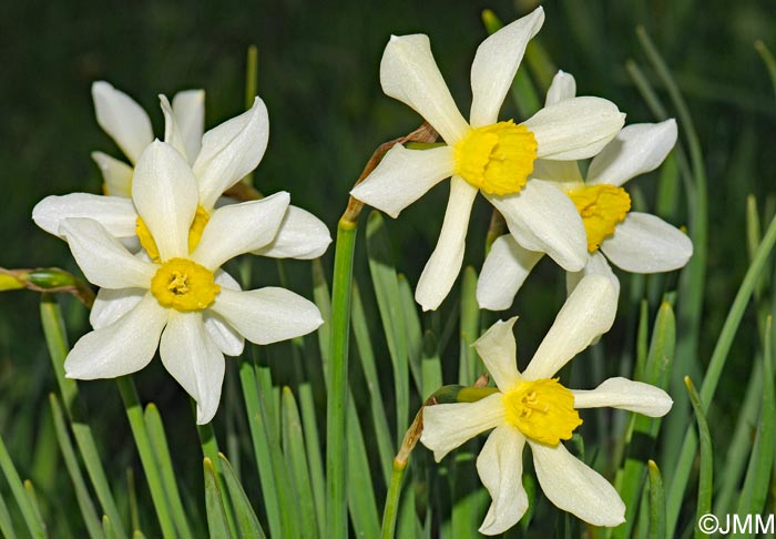Narcissus x incomparabilis