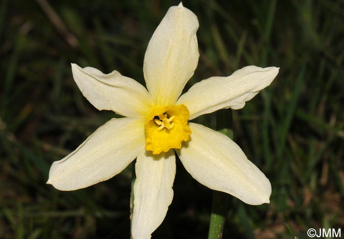 Narcissus x incomparabilis
