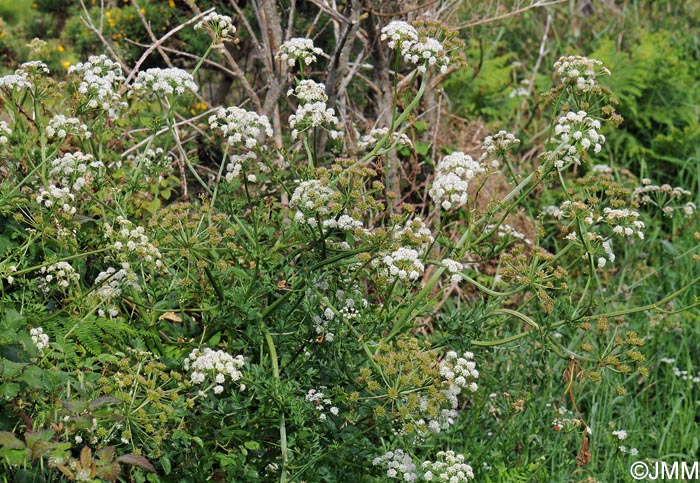 Oenanthe crocata