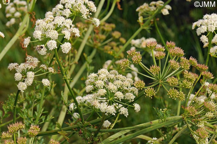 Oenanthe crocata