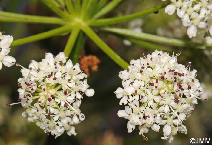 Oenanthe crocata