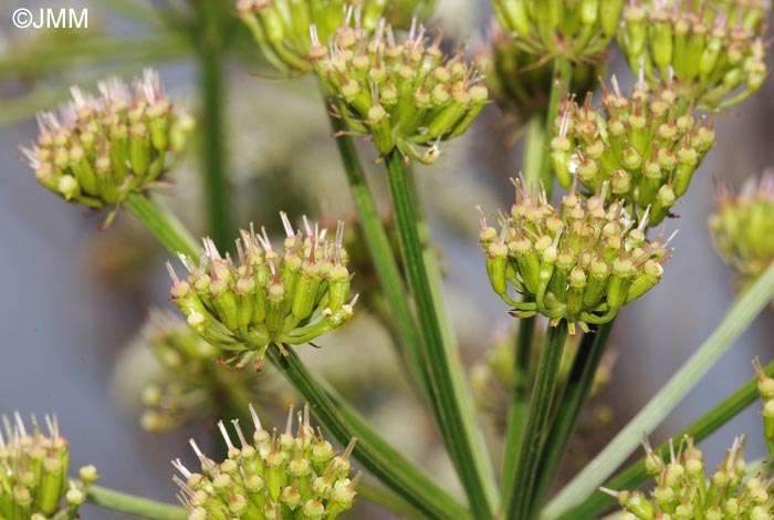 Oenanthe crocata