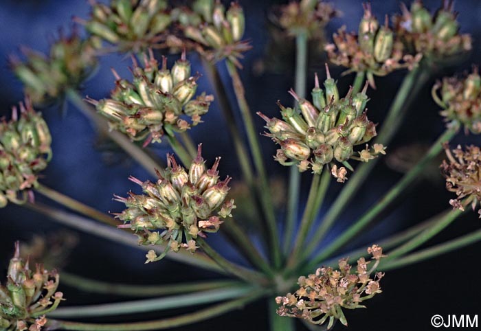 Oenanthe crocata