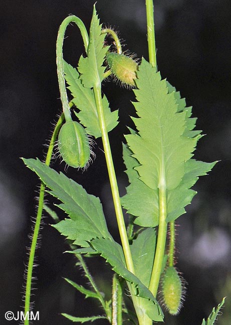 Papaver somniferum subsp. setigerum = Papaver setigerum