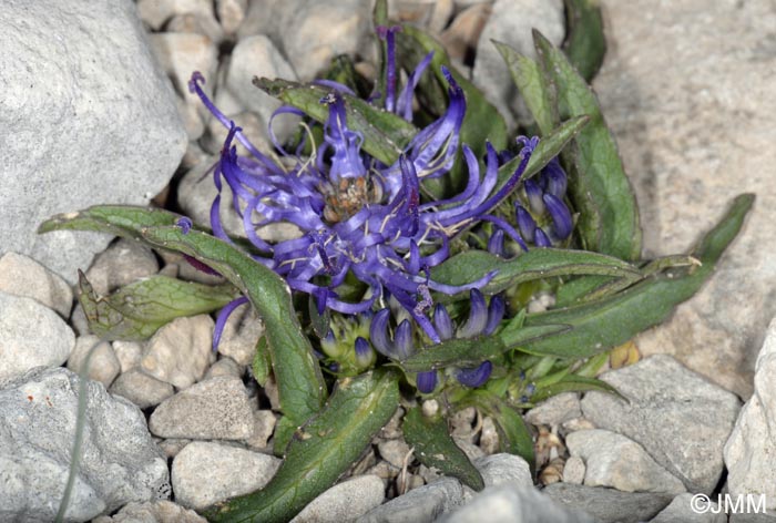 Phyteuma orbiculare subsp. tenerum