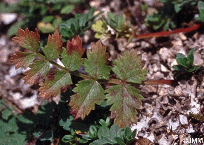 Pimpinella saxifraga subsp. saxifraga