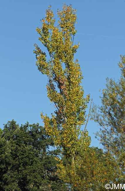 Populus nigra var. italica