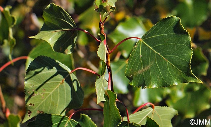 Populus nigra var. italica