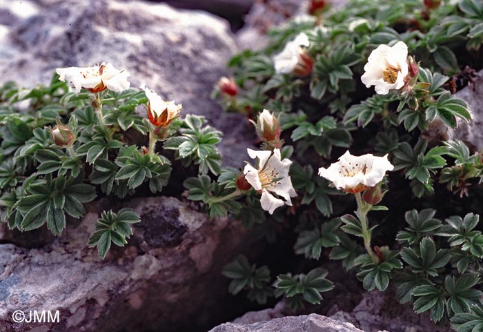 Potentilla caulescens subsp. caulescens