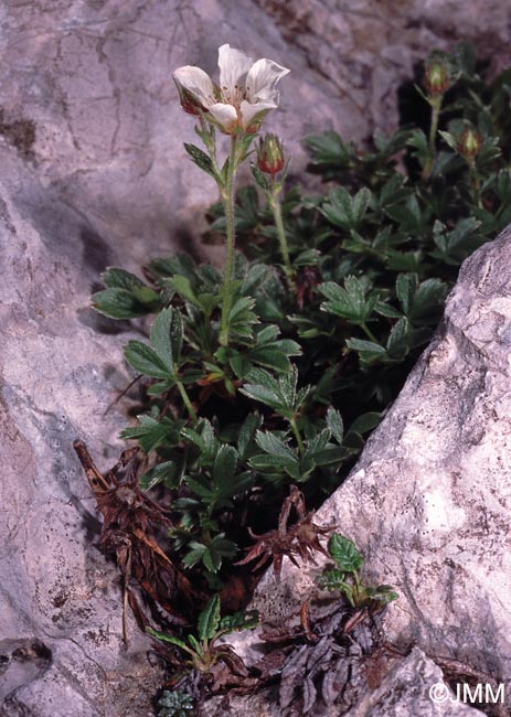 Potentilla caulescens subsp. caulescens