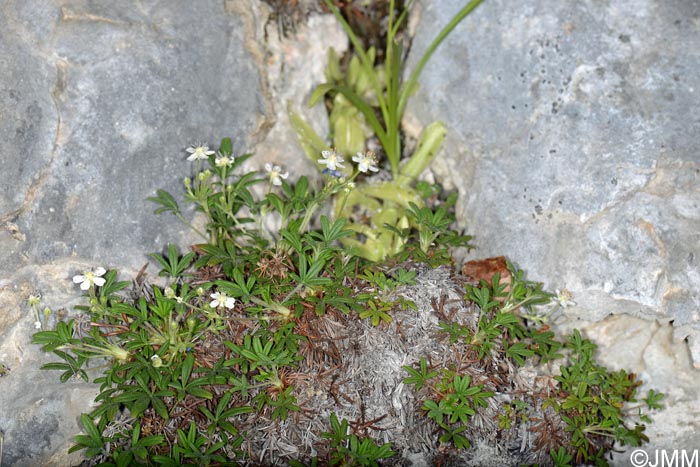 Potentilla saxifraga & Pinguicula reichenbachiana