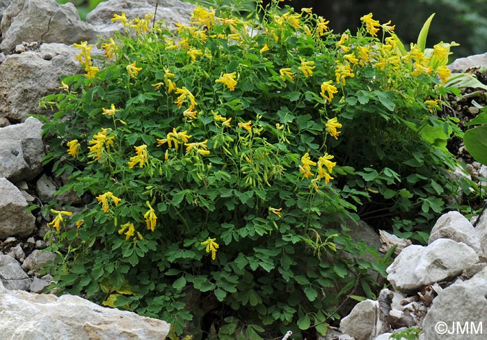 Pseudofumaria lutea = Corydalis lutea