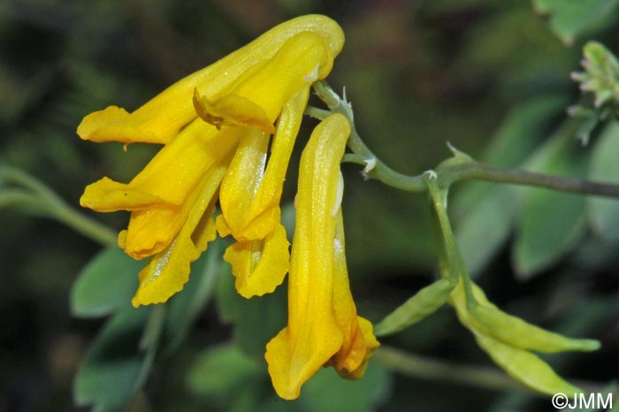 Pseudofumaria lutea = Corydalis lutea