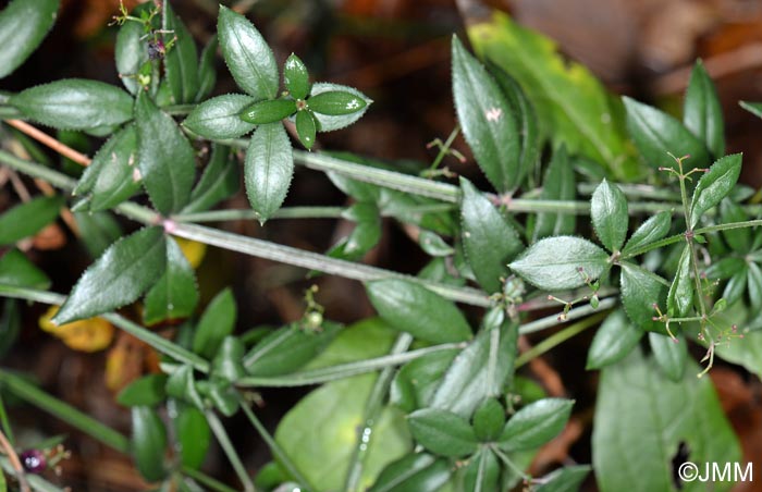 Rubia peregrina = Rubia peregrina subsp. peregrina