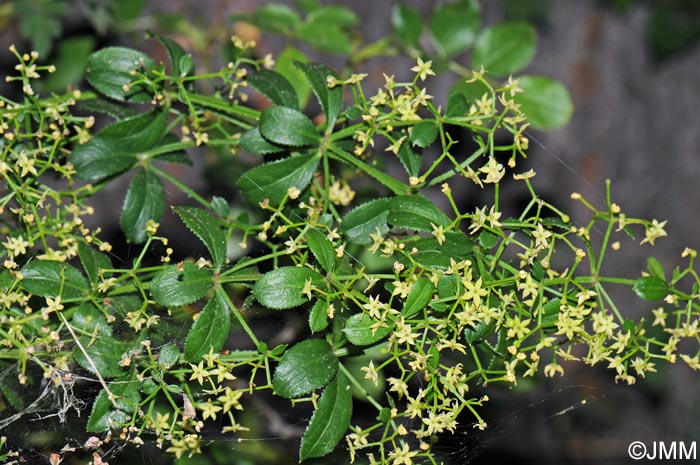 Rubia peregrina subsp. peregrina