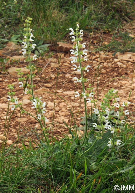 Salvia pratensis
