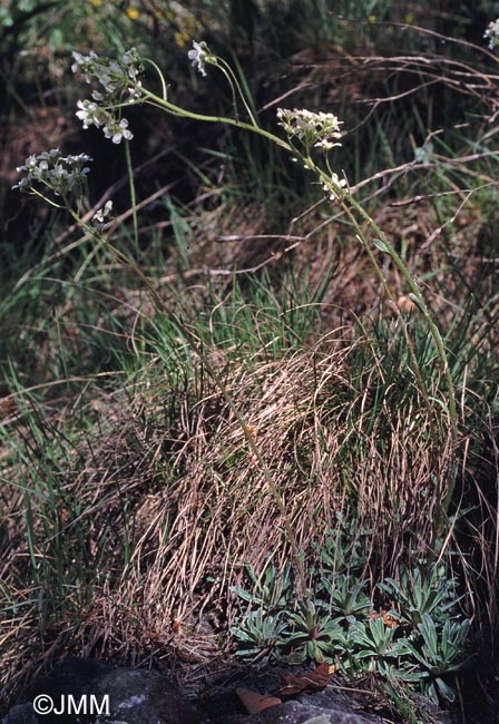 Saxifraga hostii subsp. rhaetica