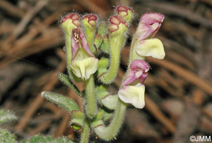 Scutellaria cypria subsp. cypria