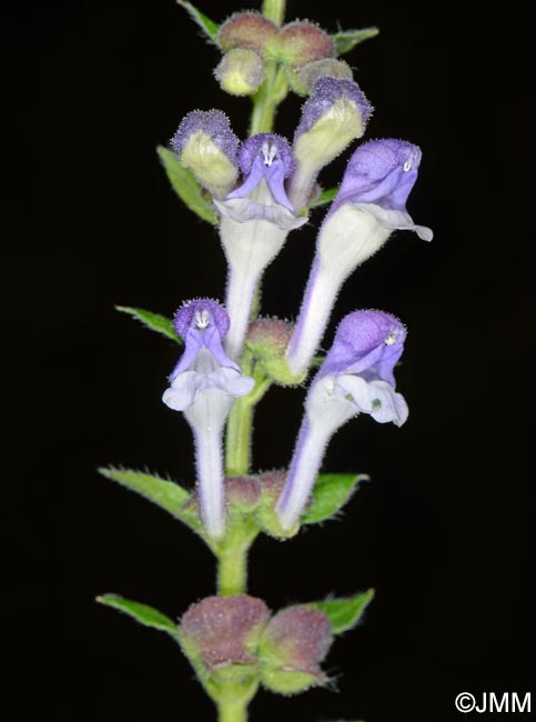 Scutellaria galericulata