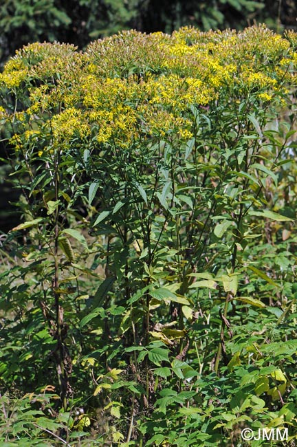Senecio ovatus subsp. ovatus
