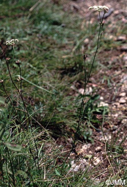 Seseli montanum subsp. montanum