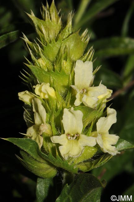 Sideritis hyssopifolia subsp. hyssopifolia