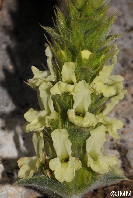 Sideritis hyssopifolia subsp. eynensis