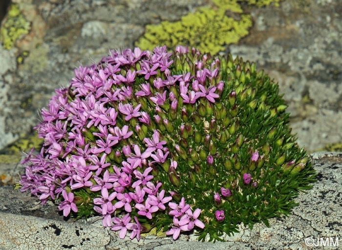 Silene acaulis subsp. bryoides