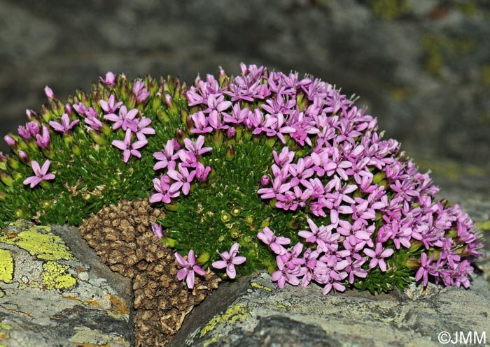 Silene acaulis subsp. bryoides
