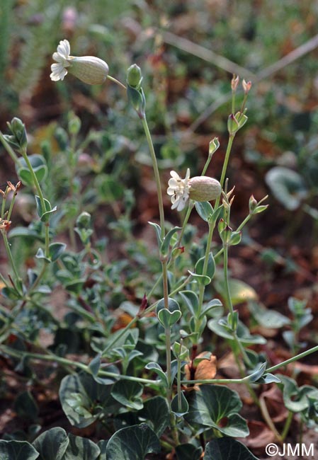 Silene uniflora subsp. thorei = Silene vulgaris subsp. thorei
