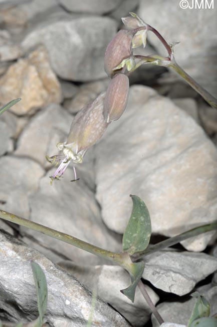 Silene vulgaris subsp. prostrata