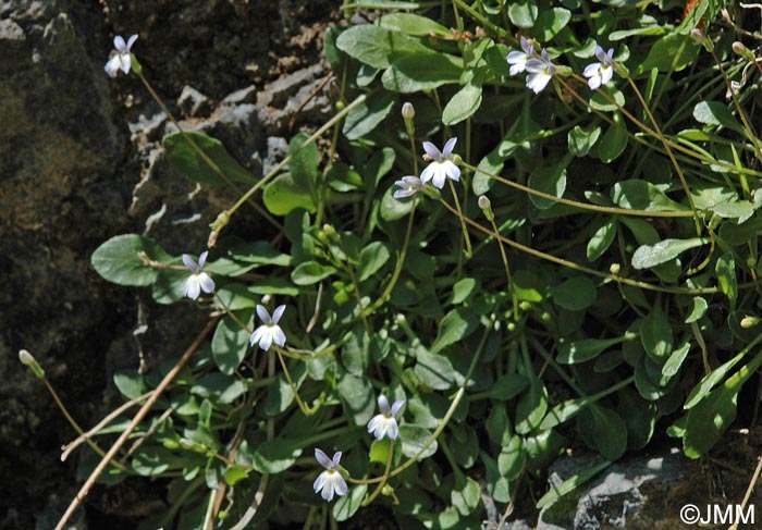 Solenopsis minuta = Solenopsis minuta subsp. minuta