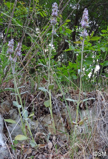 Stachys germanica subsp. salviifolia