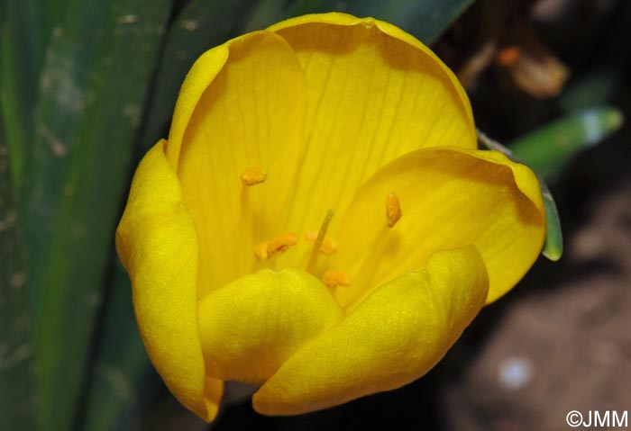 Sternbergia lutea
