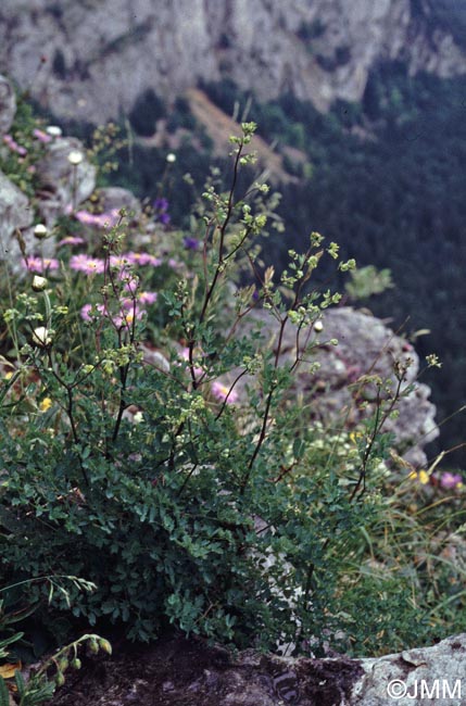 Thalictrum minus subsp. saxatile