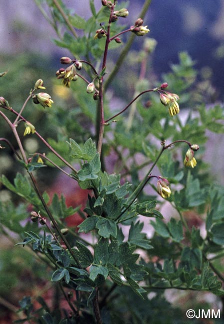 Thalictrum minus subsp. saxatile