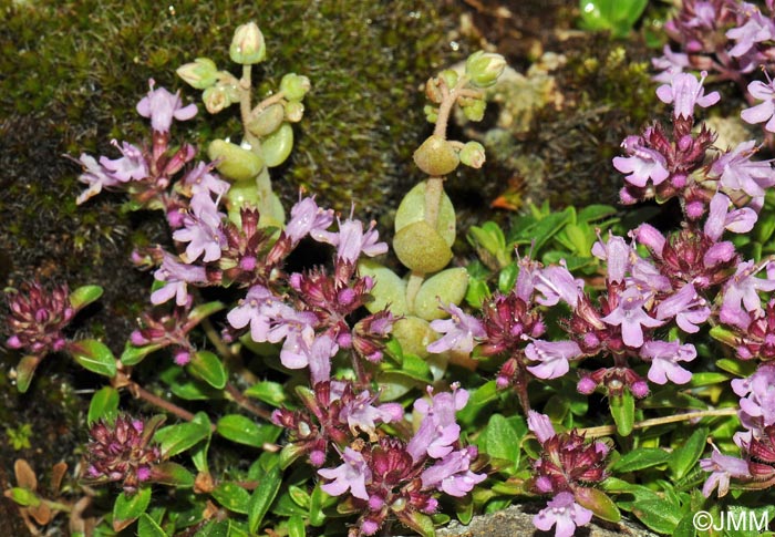 Thymus serpyllum et Sedum dasyphyllum var. dasyphyllum