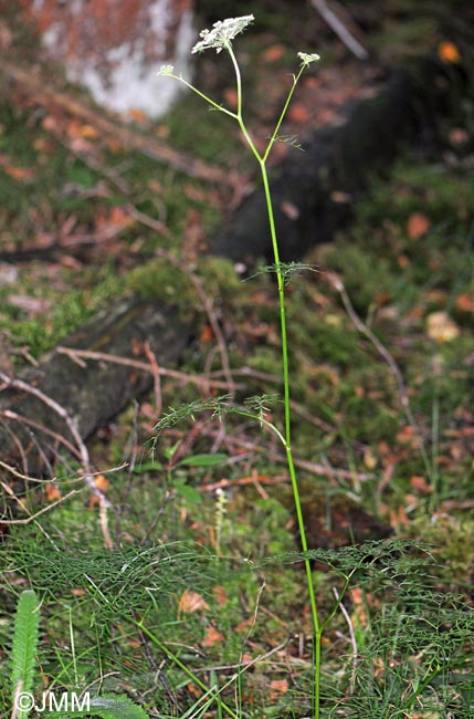 Thysselinum palustre = Peucedanum palustre