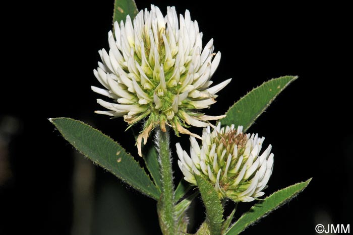 Trifolium montanum subsp. montanum