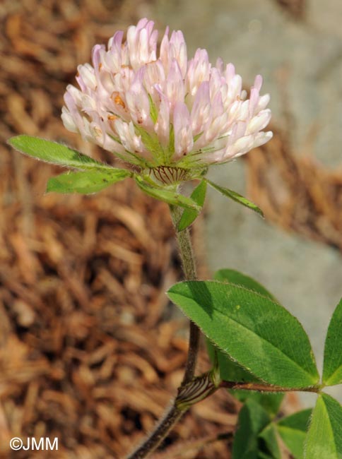 Trifolium pratense subsp. borderi