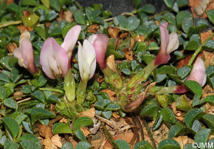 Trifolium uniflorum = Trifolium savianum