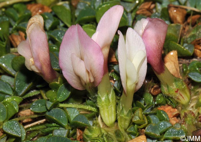 Trifolium uniflorum = Trifolium savianum