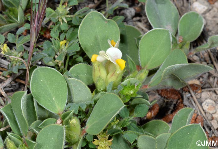 Tripodion tetraphyllum = Anthyllis tetraphylla