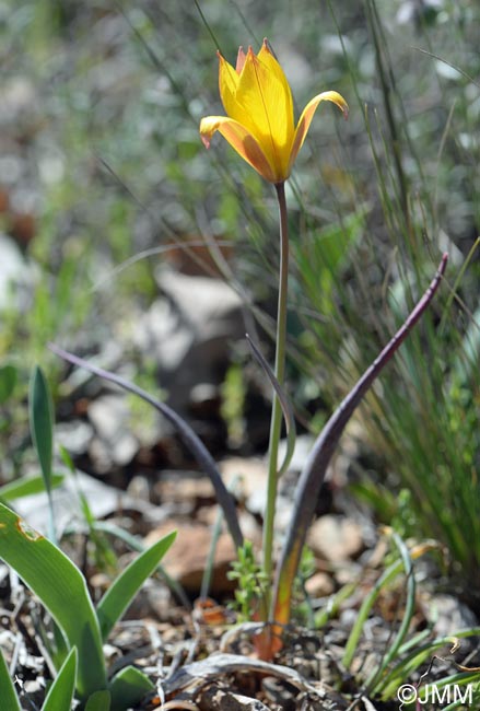 Tulipa sylvestris subsp. australis = Tulipa australis